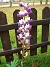Lupin i november!  
Lupinen har nästan blommat över. Man måste väl ändå anse det vara exceptionellt att ha blommande lupiner i november!  
2005-11-05 IMG_0086