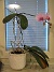 Hemma i Nybro finns denna säregna Orkidé. (2005-11-05 IMG_0099)