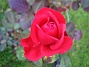 Ros  
Min rosbuske gav nästan med sig efter regnet i augusti. Den tappade alla blad. Men nu har den börjat blomma igen.  
2006-10-14 Bild 023