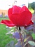 Ros  
Min rosbuske gav nästan med sig efter regnet i augusti. Den tappade alla blad. Men nu har den börjat blomma igen.  
2006-10-14 Bild 024