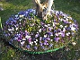 Krokus  
  
2009-04-04 008