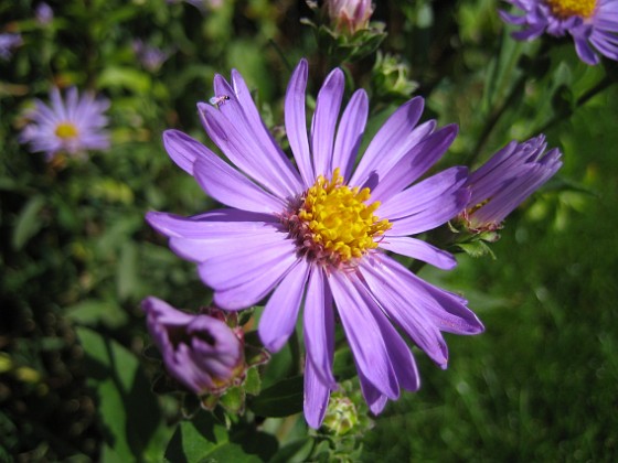 Aster {  } 