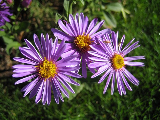 Aster {  } 