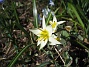 Vildtulpan  
  
2010-04-24 023