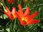 Tullpaner  
  
2010-04-24 033