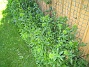  (2010-06-12 IMG_0109)