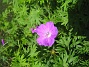  (2010-06-12 IMG_0126)