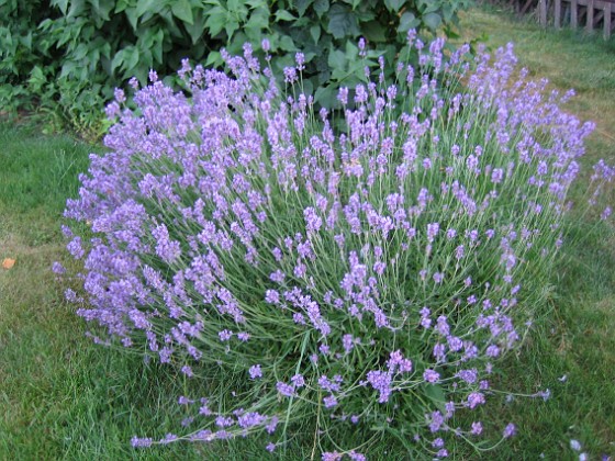 Lavendel {  } 
