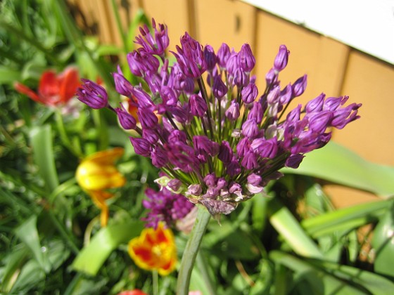 Allium, 'Purple Sensation' {  } 