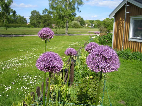 Allium 'Purple Sensation' {  } 