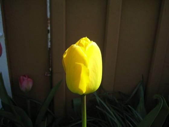 Tulpan { Jag kunde inte motstå att ta denna bild. Hela rabatten var i skugga, utom just blomman på denna gula tulpan. } 