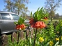 Den här blomman är verkligen säregen. De gröna bladen är uppåtvända och blomman är nedåtvänd. (2012-05-01 006)