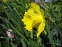 Tänk på att det var över en månad sedan jag var på Öland och tog den första bilden på mina påskliljor. Och är har jag, en månad senare, fortfarande påskliljor. (2012-05-01 012)