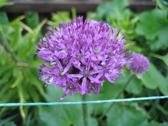 Allium 'Purple Sensation' {  } 