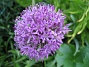 Allium 'Purple Sensation'  
  
2013-05-26 IMG_0007