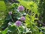 Allium Purple Sensation  
  
2013-06-02 IMG_0005