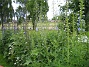  (2013-07-01 IMG_0042)