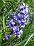 En blå Hyacint. Den är väldigt blå! (2014-04-20 IMG_0016)