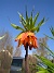 Kejsarkrona - Fritilaria Imperialis  
  
2014-04-20 IMG_0030