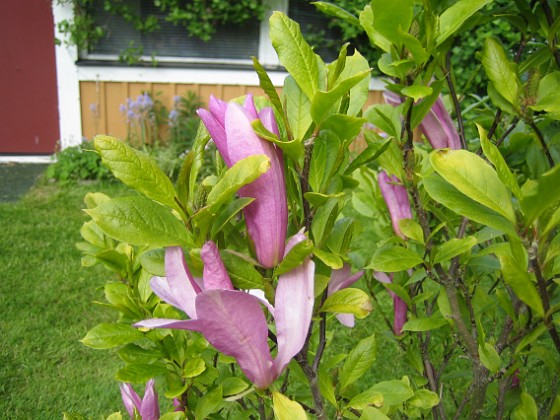 Magnolia { Här en närbild på Magnolia. Det har regnat och blåst en del så blommorna ser lite tilltufsade ut. } 