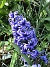                                 (2016-04-30 Hyacint2)