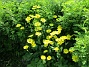                                 (2016-05-22 Ringkrage_0031)