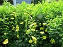                                (2016-05-29 Ringkrage_0071)