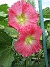                                 (2016-07-01 Stockros_0015)