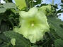 Stockros  
                                 
2016-07-01 Stockros_0023