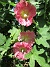 Stockros  
                                 
2016-07-07 Stockros_0009