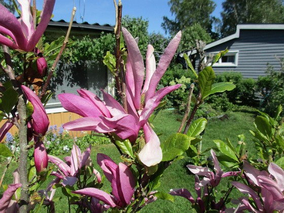 Magnolia  
                                 
2017-05-27 Magnolia 2  
Granudden  
Färjestaden  
Öland