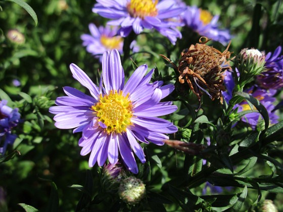 Aster { Early Blue         } 