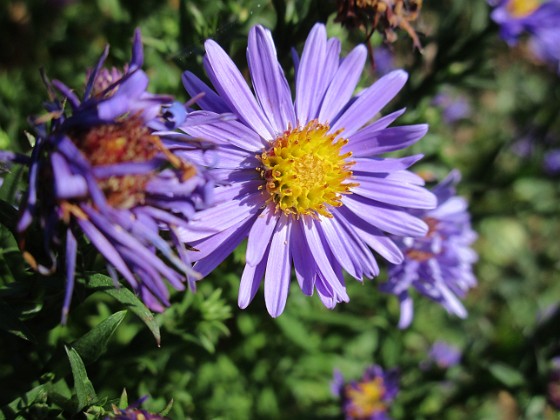 Aster { Early Blue                                } 