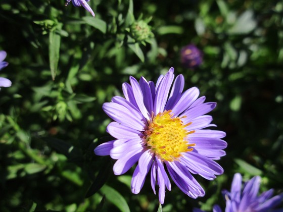 Aster { Early Blue                                } 