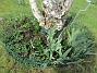 IMG_0028  
Här hade vi förra året massor av olika Trädliljor. Runtom finns Blodnäva. Jag har även lite Iris som breder ut sig. Även här satte jag idag massor av frön till Underblomma.  
2020-04-24 IMG_0028