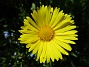  (2020-05-04 Ringkrage_0039)