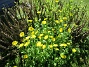  (2020-05-04 Ringkrage_0046)
