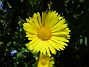  (2020-05-04 Ringkrage_0049)
