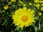  (2020-05-04 Ringkrage_0052)