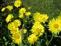  (2020-05-04 Ringkrage_0057)