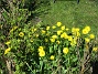 Ringkrage  
  
2020-05-04 Ringkrage_0062
