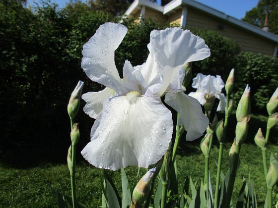 Iris { Iris Germanica. De var lite sega i starten. De första åren blev det inga blommor. Men nu blir det mer och mer. De breder ut sig också. Doften är underbar!                                } 