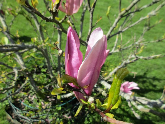 Magnolia { Min Magnolia brukar vara sen, men i år har den varit senare än vanligt.                                } 