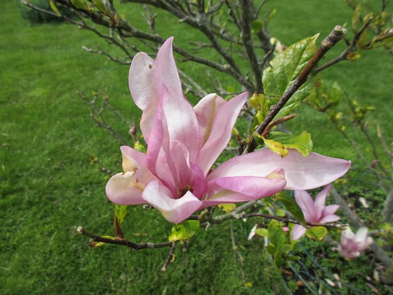 Magnolia { Magnolia är en klar favorit i min trädgård. } 