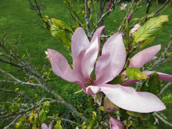 Magnolia { Magnolia är en klar favorit i min trädgård.                                } 