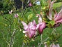 Magnolia  
Magnolia är en klar favorit i min trädgård.                                 
2020-05-27 Magnolia_0070