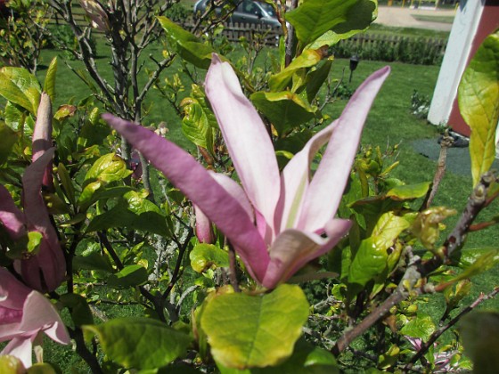 Magnolia { Det är inte så många blommor kvar på min Magnolia nu.  } 