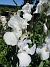 Dessa Trädgårdsiris, Iris Germanica, fick jag igår binda upp i blåsten. (2020-06-01 Iris Germanica_0057)
