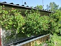 Min Kaprifol håller på att slå ut. Det finns mängder av blomknoppar. Snart blir det en härlig doft varje kväll. (2020-06-01 Kaprifol_0041)