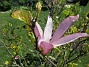 Det är inte så många blommor kvar på min Magnolia nu.  (2020-06-01 Magnolia_0043)